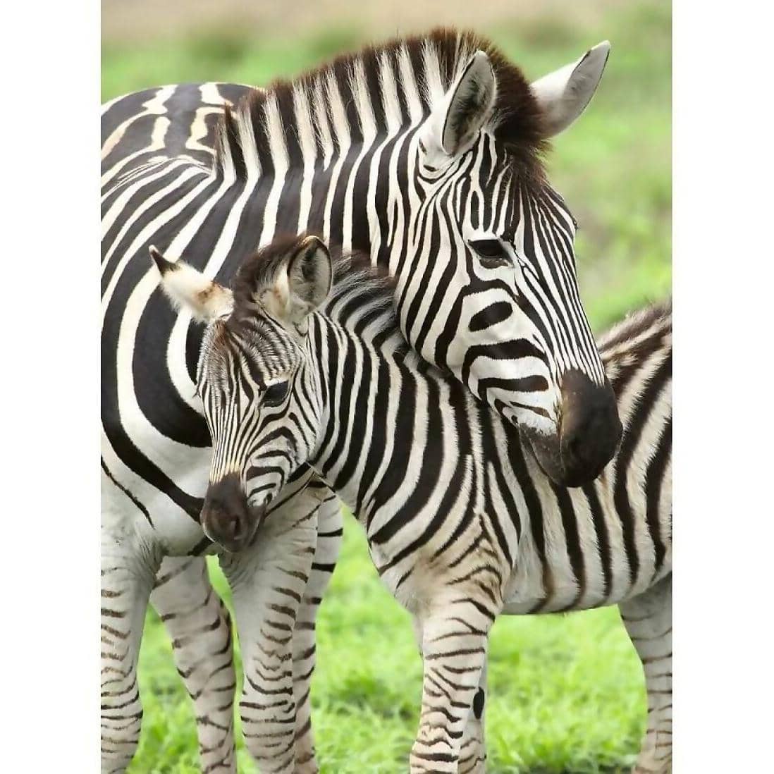 Ravensburger - Zebra Love Jigsaw Puzzle 300 Pieces