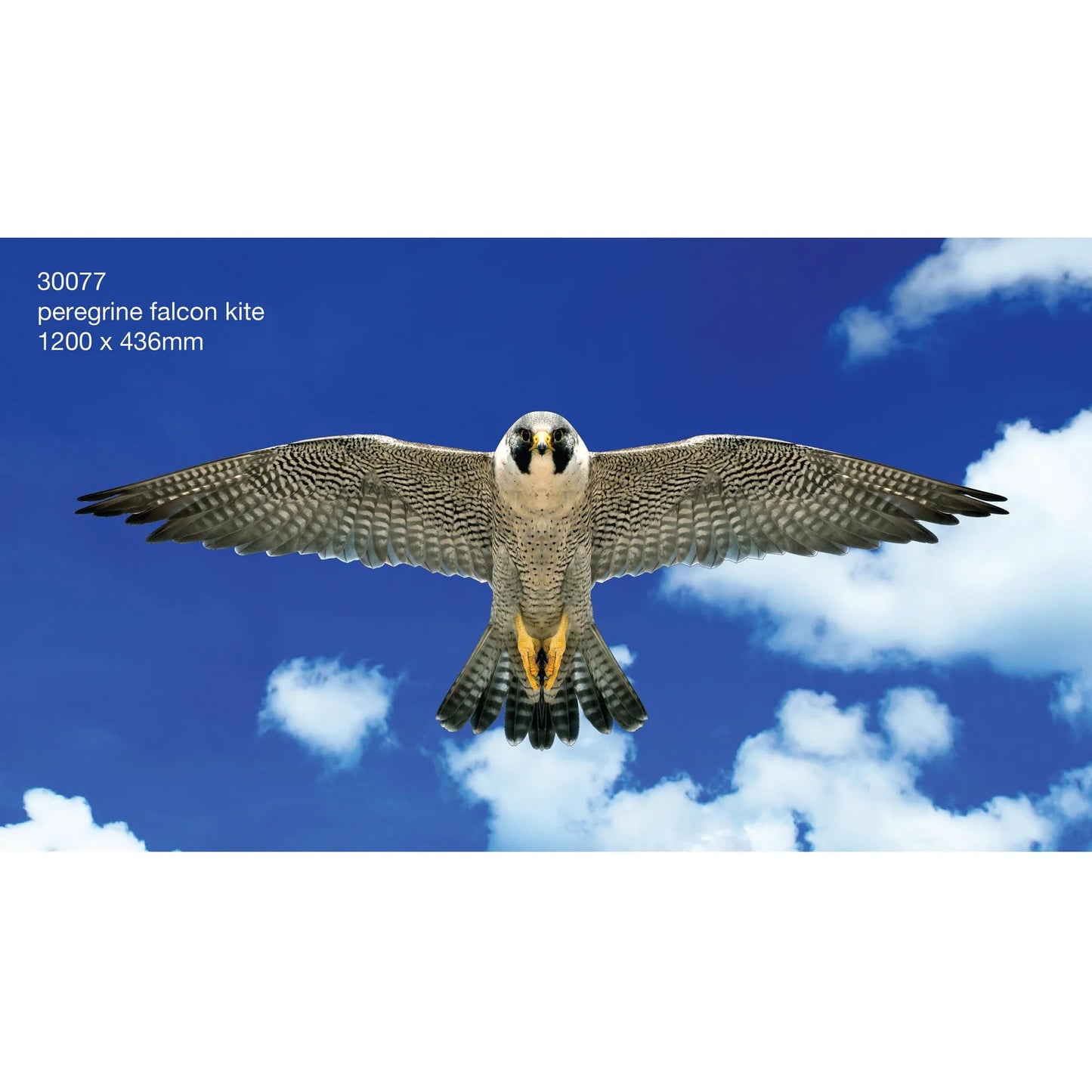 Brookite - Peregrine Falcon Fun Kite
