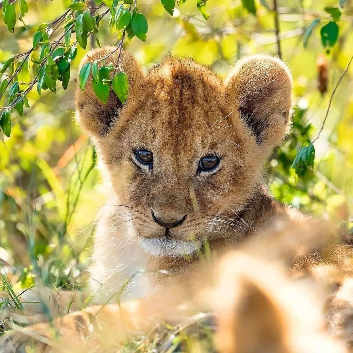 Ravensburger - Panda Lion And Tiger Jigsaw Puzzle 3 X 49pc