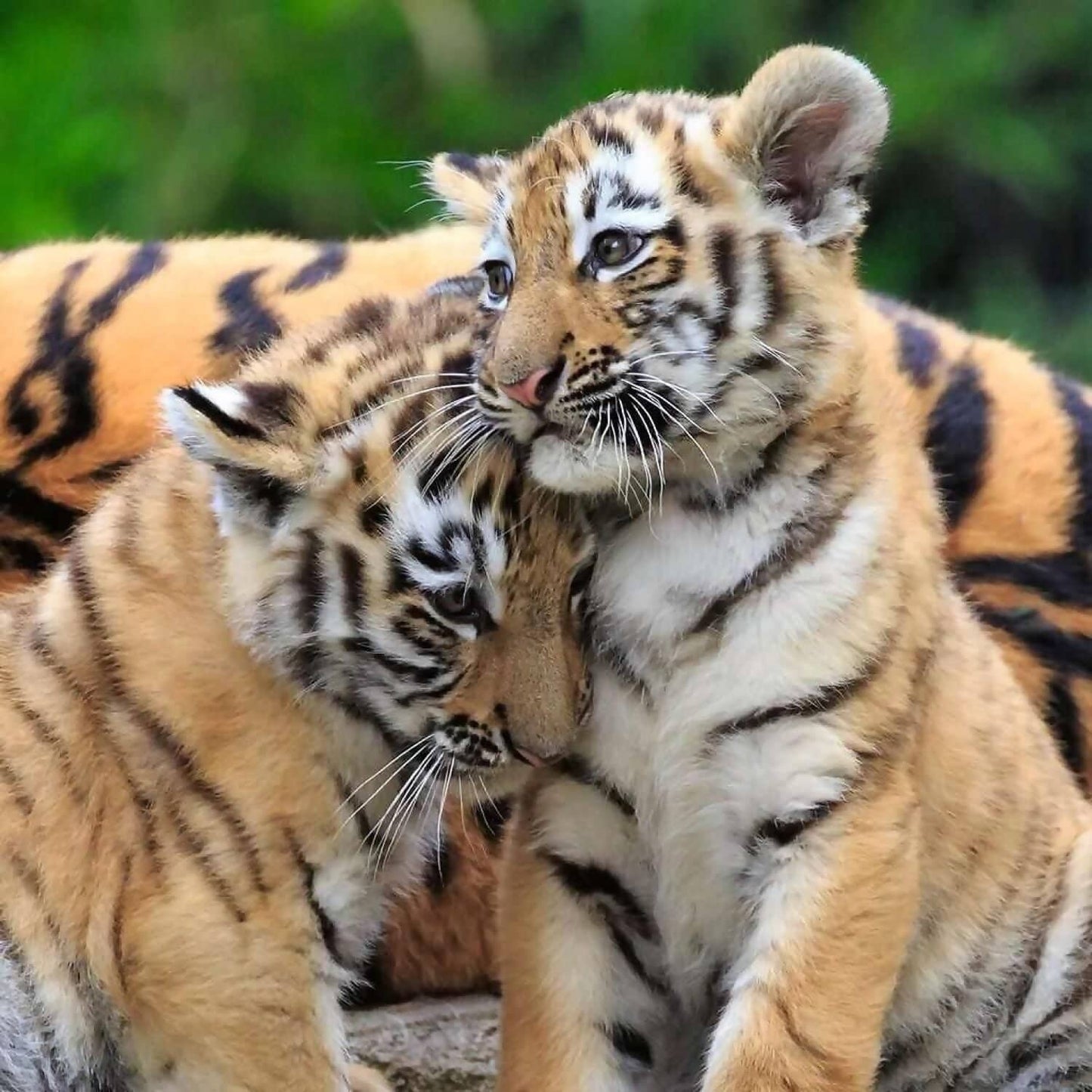 Ravensburger - Panda Lion And Tiger Jigsaw Puzzle 3 X 49pc