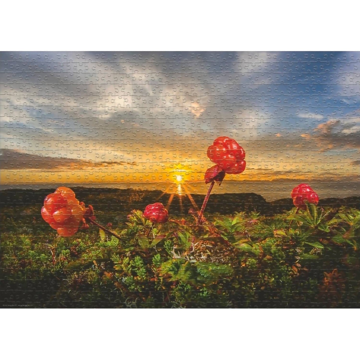Heye - Von Humboldt Cloudberries By Jigsaw Puzzle 1000 Pieces