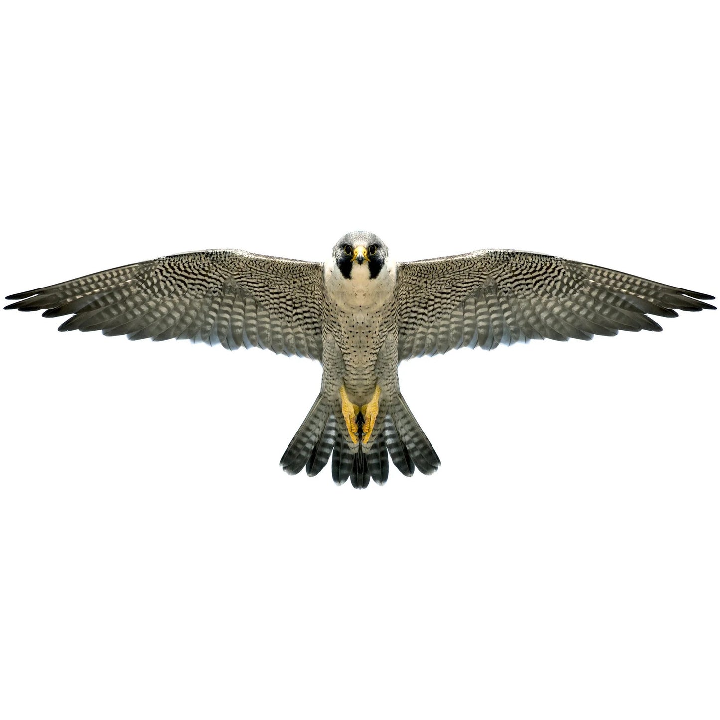 Brookite - Peregrine Falcon Fun Kite