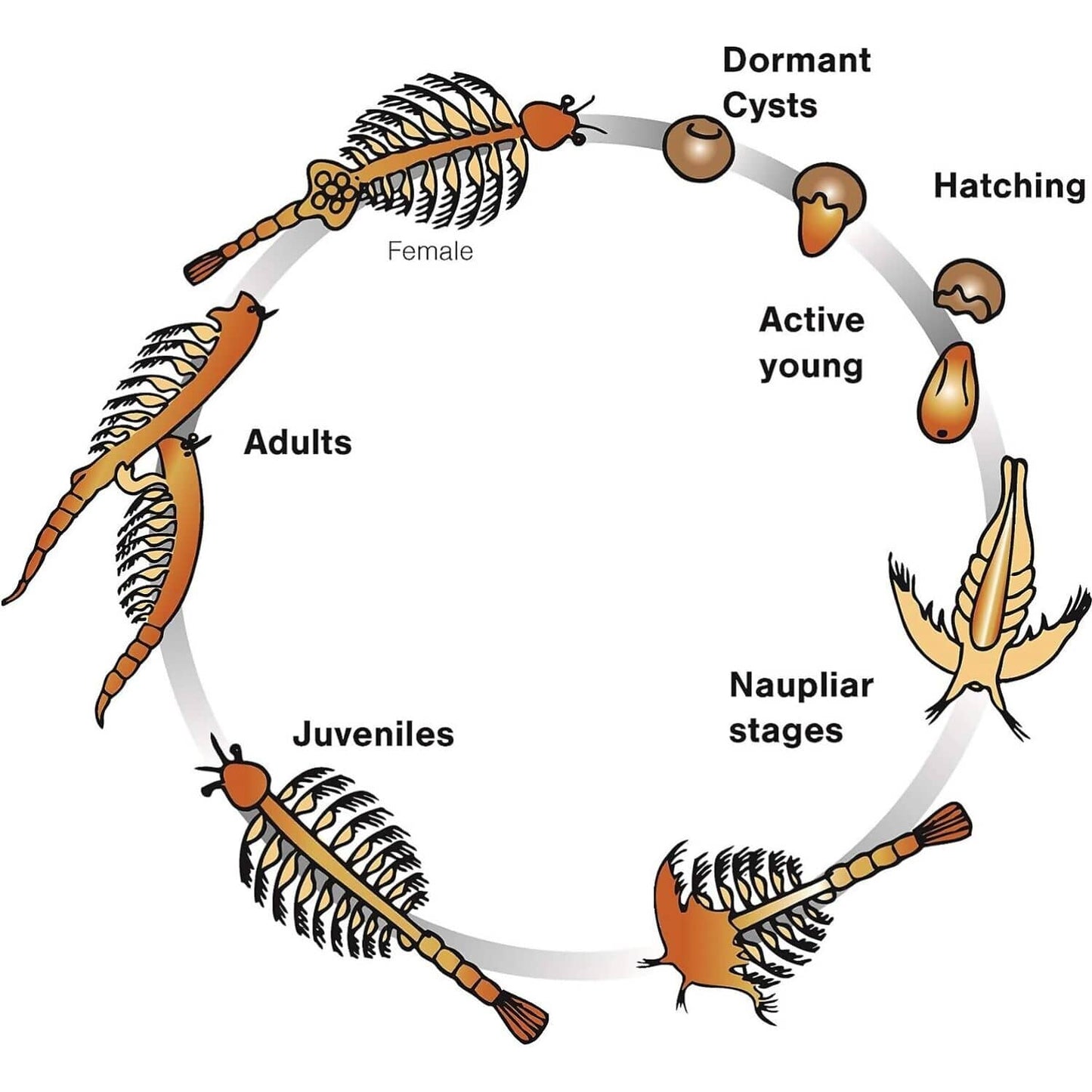 Aqua Dragons - Aqua Dragons Refill Kit Eggs And Food