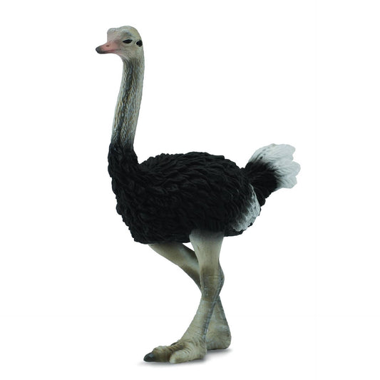 CollectA - Ostrich Animal Figurine